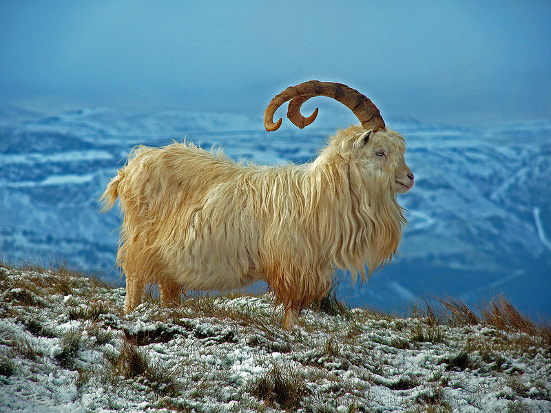 File:Kashmir-Goat.jpg