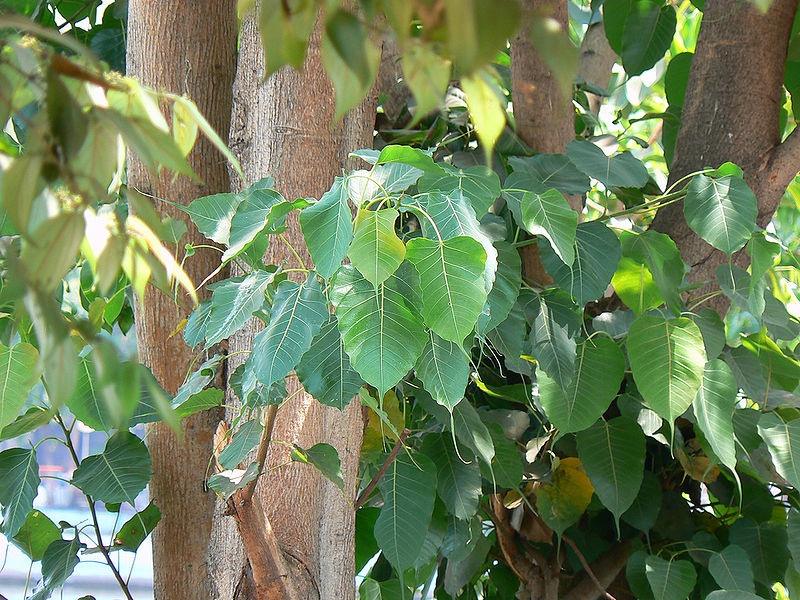 File:Peepal22.jpg