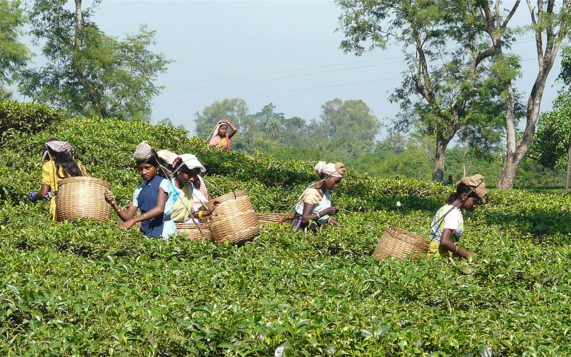 File:View-Of-Assam.jpg