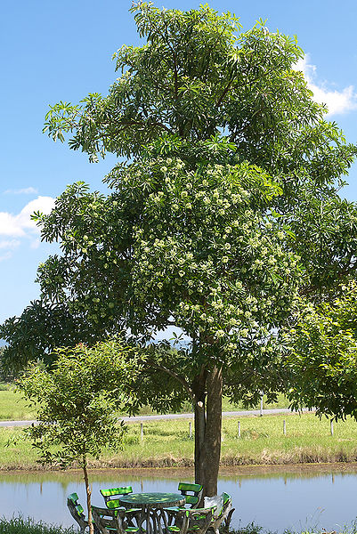 File:Alstonia-scholaris.jpg