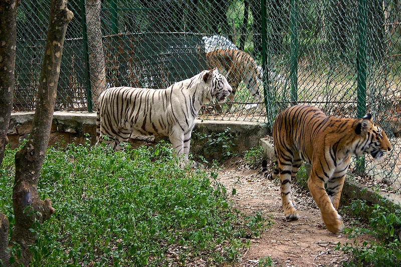 File:Bannerghatta-National-Park.jpg