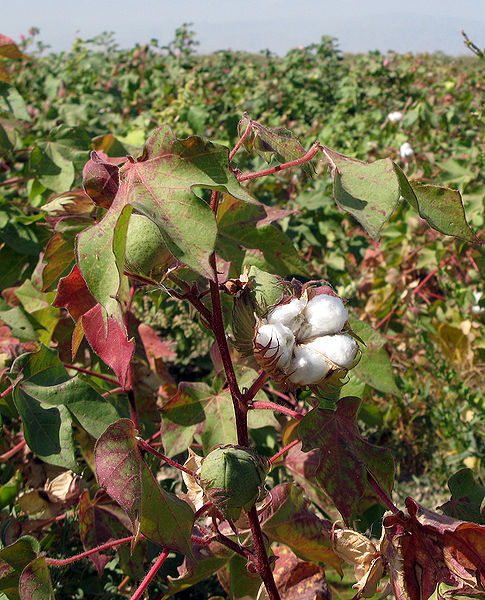 File:Cotton-2.jpg