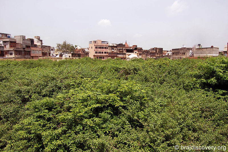 File:Nidhivan-garden.jpg