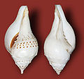 Thumbnail for version as of 17:36, 1 March 2011