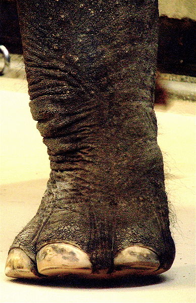 File:Leg-Elephant.jpg