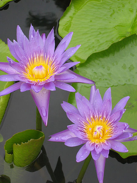File:Phuket-Lotus.jpg