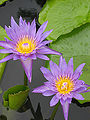 Thumbnail for version as of 06:28, 16 October 2011