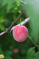 Thumbnail for version as of 14:08, 6 February 2013