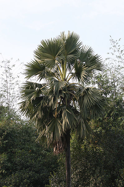 File:Borassus flebellifur.jpg