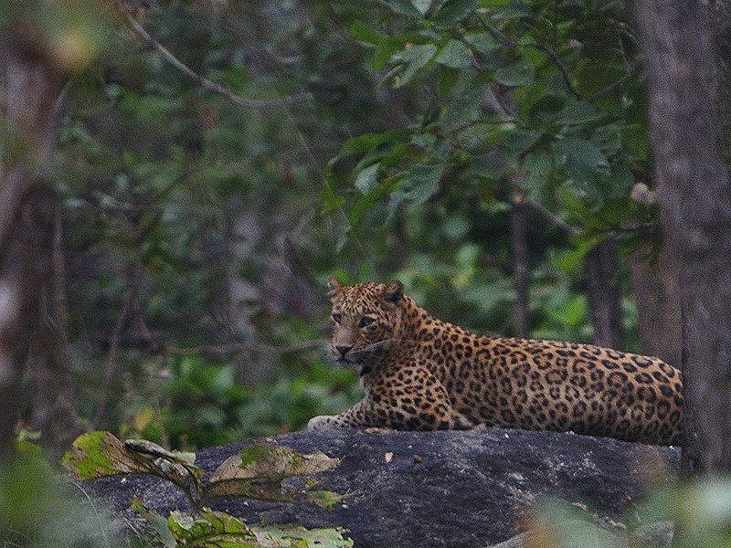 File:Leopard.jpg