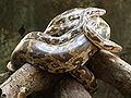 Thumbnail for version as of 11:43, 12 June 2010