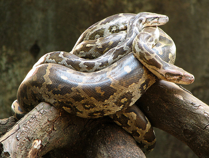 File:Python-Snake.jpg