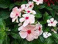 Thumbnail for version as of 12:25, 25 August 2010