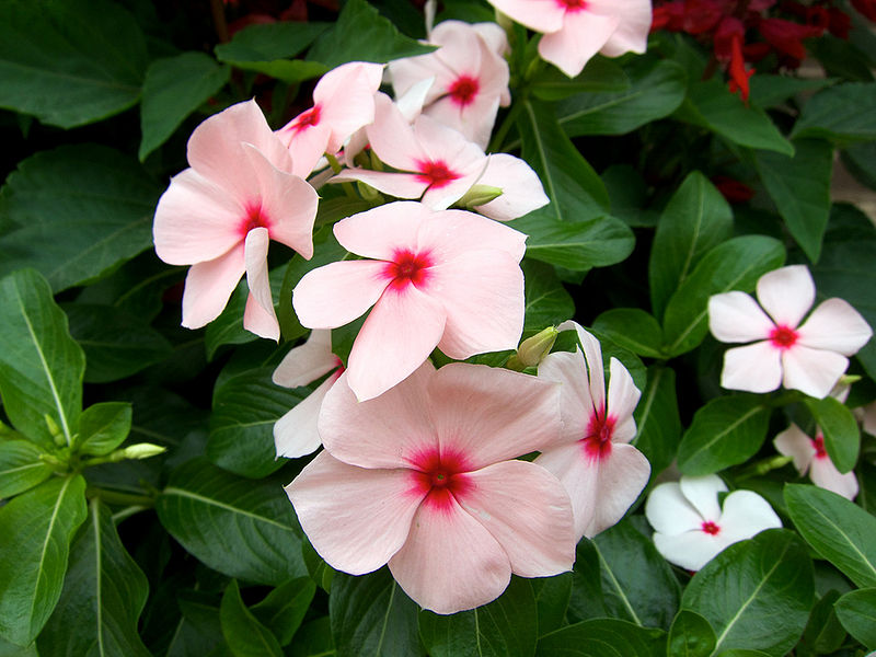 File:Catharanthus.jpg