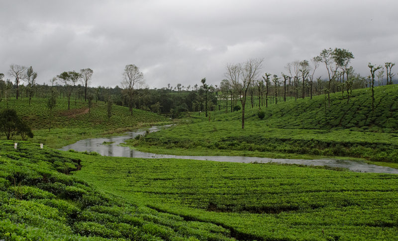 File:Nelliyampathy-6.jpg