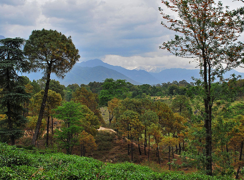File:Palampur-1.jpg