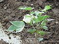 Thumbnail for version as of 08:14, 19 July 2012