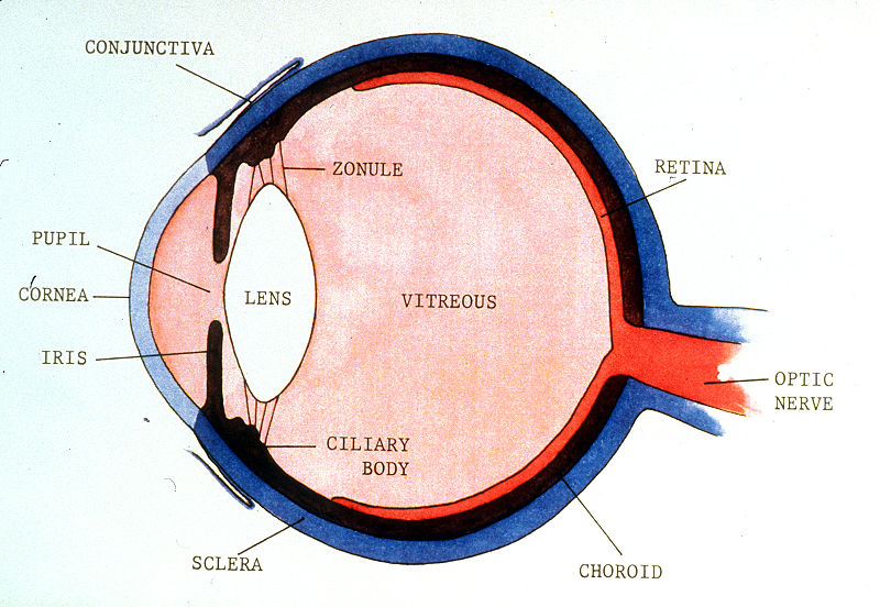 File:Eye-4.jpg