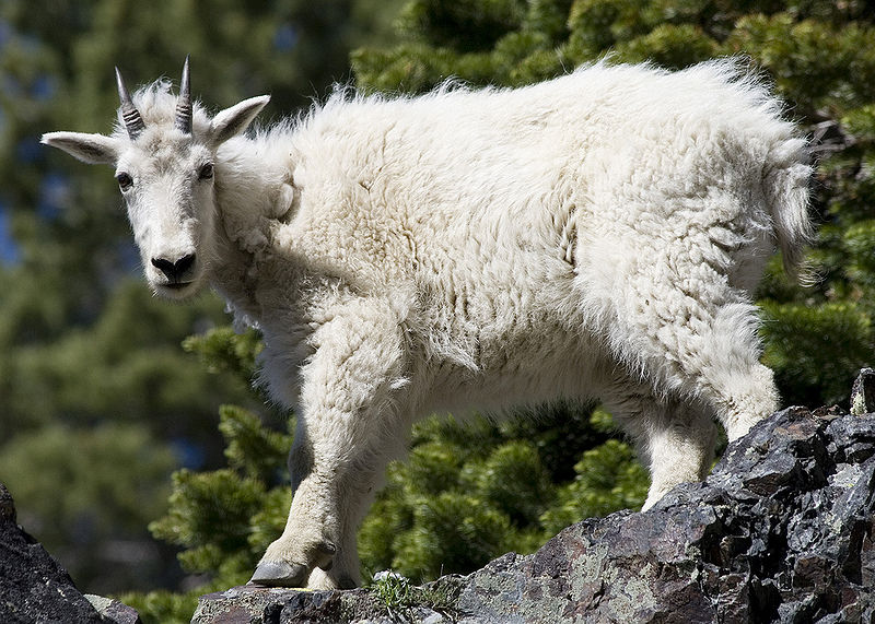 File:Mountain-Goat.jpg