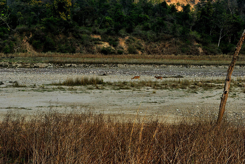 File:Rajaji-National-Park-3.jpg