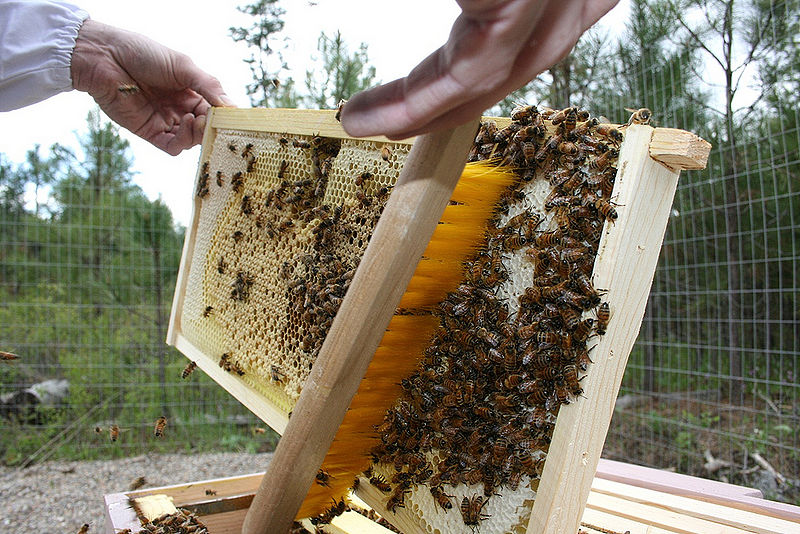 File:Beekeeping-1.jpg
