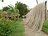Jute.jpg