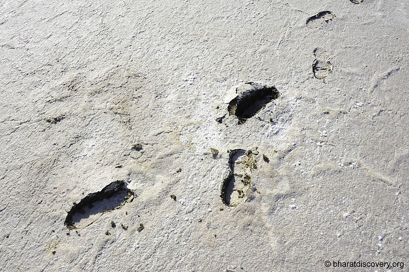 File:Rann-Of-Kachchh.jpg