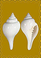 Thumbnail for version as of 17:37, 1 March 2011