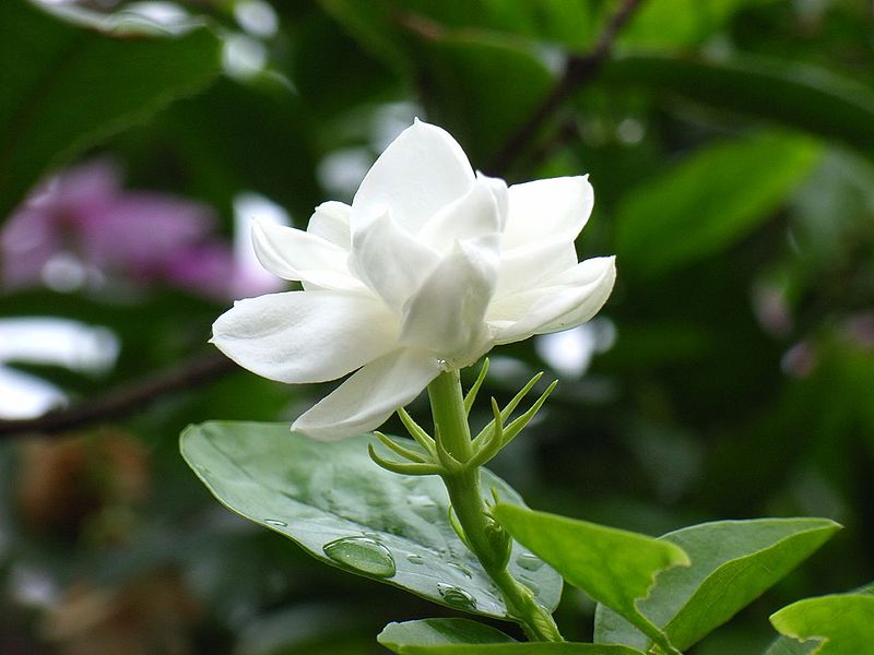 File:Jasmine-Flower-2.jpg