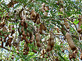 Thumbnail for version as of 14:08, 10 November 2012