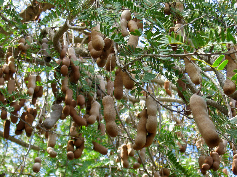 File:Tamarind-tree.jpg
