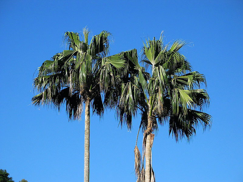 File:खजूर का पेड़.jpg