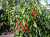 Chilli.jpg