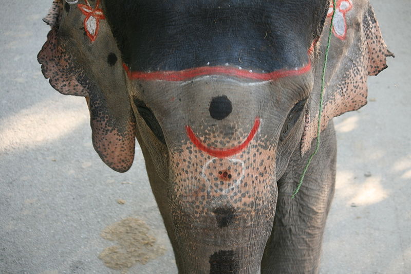 File:Elephant-6.jpg