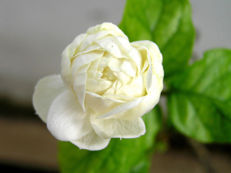 File:Jasmine.jpg