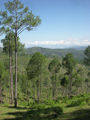 Almora-10.jpg