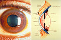 Thumbnail for version as of 07:16, 17 May 2011