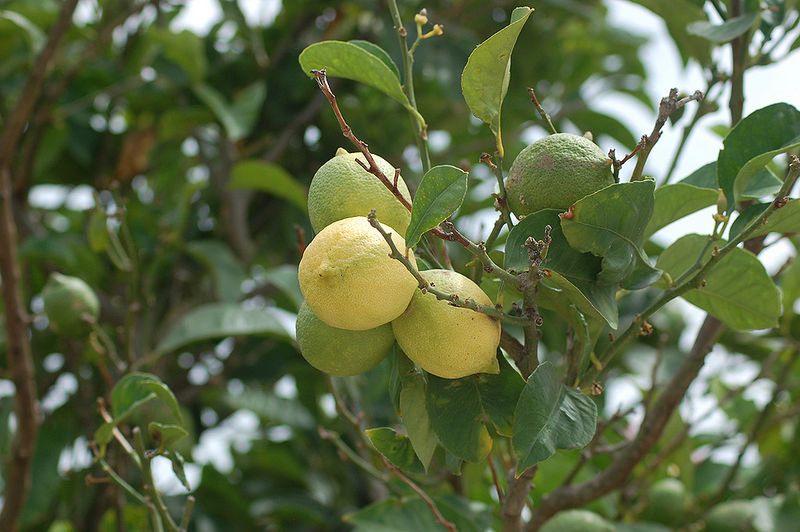 File:Lemon-Tree.jpg