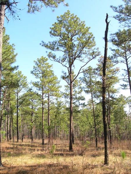 File:Pinus-Palustris.jpg
