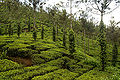 Thumbnail for version as of 08:01, 10 March 2012
