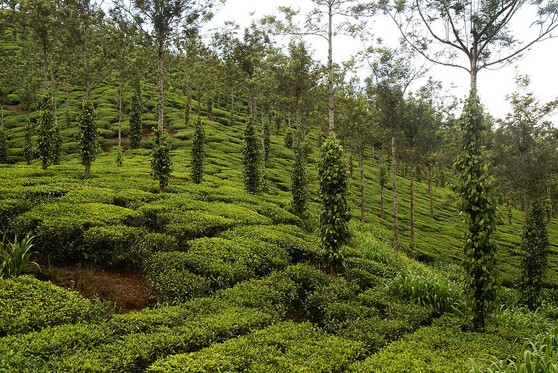 File:Cardamom-Hills.jpg