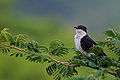 Thumbnail for version as of 11:08, 16 March 2012