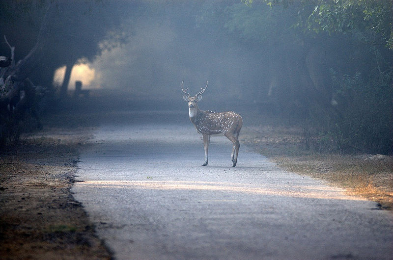 File:Keoladeo-National-Park-4.jpg
