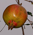 Thumbnail for version as of 07:31, 20 January 2012