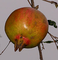 अनार