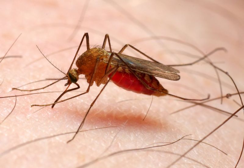File:Anopheles-Mosquito.jpg