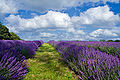 Thumbnail for version as of 09:29, 23 February 2012