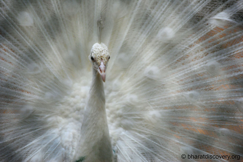 File:White-Peacock.jpg