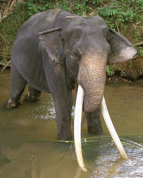 File:Tusker-Elephant.jpg