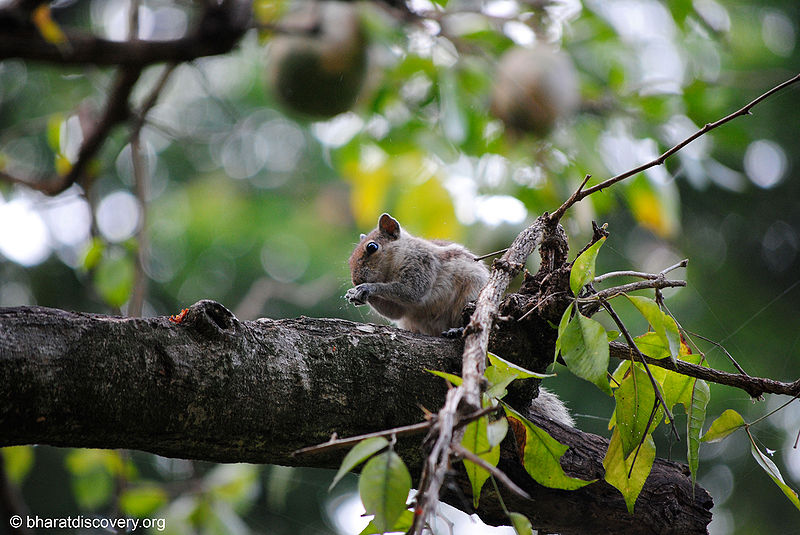 File:Squirrel-3.jpg